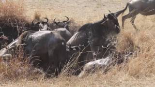 Wildebeest and Crocodiles [upl. by Aleciram]