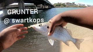 Spotted grunter at swartkops river fishing Port Elizabeth [upl. by Lednic]