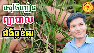 Advantages of Scutch grass ស្មៅចិញ្ចៀនជាថ្នាំបុរាណដ៏ពូកែសក្ដិសិទ្ធិ 1080p [upl. by Olnay]