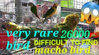 most expensive birdtype of macho birdshyambazarkolkata2019 [upl. by Emmey]