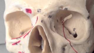 Cranial Nerves 3 of 12 Oculomotor Nerve  Head and Neck Anatomy 101 [upl. by Yesteb]