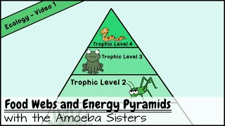 Food Webs and Energy Pyramids Bedrocks of Biodiversity [upl. by Johnna573]