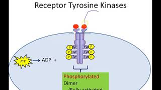 Receptor Tyrosine Kinases Newer Version [upl. by Ikram]