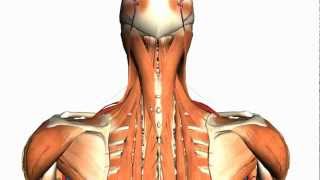 Intermediate and Deep Muscles of the Back  Anatomy Tutorial [upl. by Thisbe389]