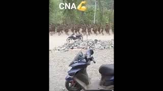 Chin National Army Training [upl. by Digdirb]