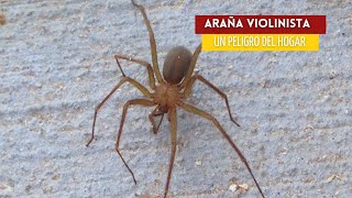 La terrorífica araña Violinista ¡no la olvides  Loxosceles Laeta [upl. by Mall]