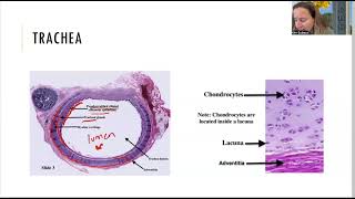 Histology of the trachea and lungs [upl. by Arsuy]