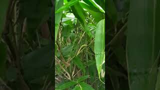 d brandisii bamboo bamboo plant bamboo farming bamboo growth [upl. by Kcorb77]