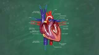 Herz amp Blutkreislauf verständlich erklärt [upl. by Brittni]