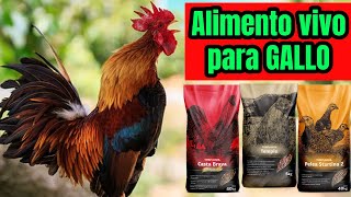 EL SECRETO MEJOR GUARDADO PARA ALIMENTAR A TU GALLO FINO 🇺🇸🐓🇲🇽 gallo gallofino galleros [upl. by Yehus811]