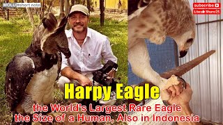 HARPY EAGLE Fascinating Facts in a 8Minute DOCUMENTARY Hunting Diet Size Habitat [upl. by Cini]