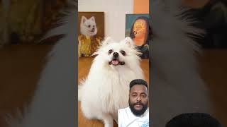 Play bottom Color nico funny smartnico dog diy pets pomeranian reactonfunny [upl. by Ateuqirne501]