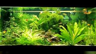 platy fish tank [upl. by Ahsirtak474]