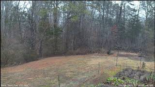 LIVE Deer Cam Virginia [upl. by Allemac]