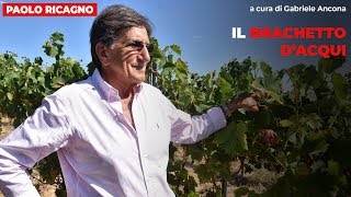 Brachetto d’Acqui Docg oggi anche Rosé brut [upl. by Maurey]