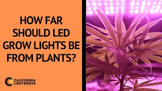 How Far Should LED Grow Lights Be From Plants  FAQ [upl. by Otrebide]