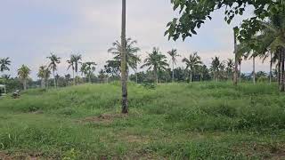 Lot for sale 42000 sqm clean title Ubay Bohol Philippines 150sqm negotiable [upl. by Rudd504]