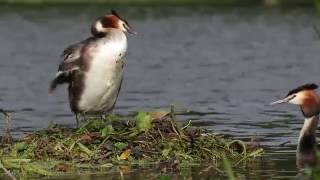 Great Crested Grebe Podiceps cristatus Swapping incubation duties  nesting with eggs [upl. by Ardyth284]