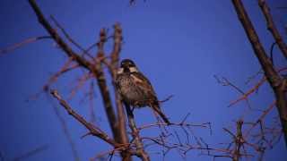 דרור ספרדי دوري لاتيني  Spanish Sparrow Passer hispaniolensis [upl. by Kolk430]