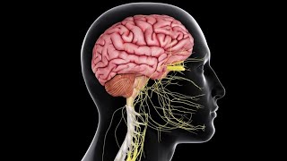 Physiology  CNS  lecture 1  part 1  DrNagi  Arabic [upl. by Safire]