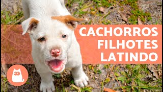 Os melhores LATIDOS de CACHORROS FILHOTES 🐶 🔊 Fofos demais [upl. by Mcclish]