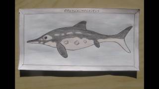 My drawings fossil marine taxa [upl. by Imotih]