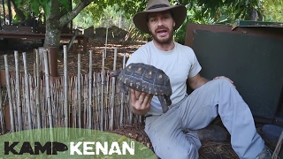 Best Cherry Head Redfooted Tortoise Care Tutorial  Kamp Kenan S2 Episode 13 [upl. by Eseenaj]