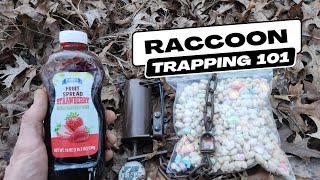 How To Quickly Catch Raccoons In Foot Traps [upl. by Dotson498]