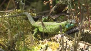 Westliche Smaragdeidechse Lacerta bilineata Moseltal bei Cochem [upl. by Darrej]