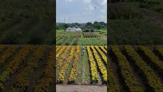 Amazing shortvideo amazing davaocity garden dji [upl. by Aylatan975]