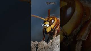 Amazing Facts  Wasp Facts  facts shorts shortsfeed [upl. by Nyre]