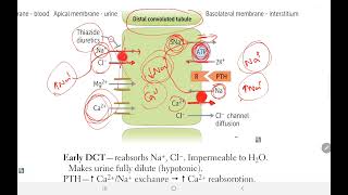 First Aid USMLE Step 1  Distal Convoluted Tubule Gitelman Syndrome Thiazides  Renal  9 [upl. by Airtemad]