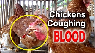 ILT Symptoms in Chickens Infectious Laryngotracheitis Poultry Diseases poultry farming [upl. by Qooraf]