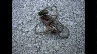 Time Lapse Spider decaying in HD 1080p [upl. by Niwrud]