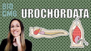 Urochordata  Classificação e Biologia dos tunicados [upl. by Moran]