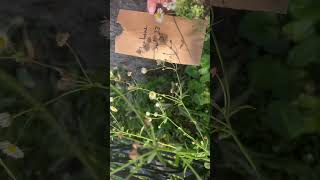 How to harvest Fleabane Erigeron seeds [upl. by Thorndike]