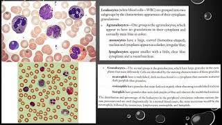 Blood Histology and Formed Elements [upl. by Aura837]