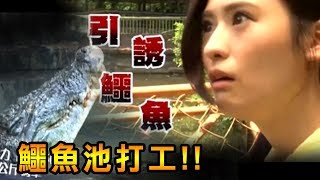 【★鱷魚池大驚奇★體驗驚險 恐怖 不要命的工作】台灣第一奇特怪商機 [upl. by Naloc829]