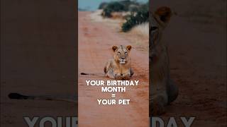 Your Birthday month is your pet pet birthday  dog cat  puppy bunny [upl. by Gabi547]