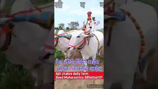 No 1 khilari BAIL jod ajitchakredairyfarm khillar cow khillaribull yoytubeshorts yoytubes [upl. by Narda624]