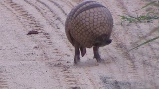 Tatu virando bola Armadillo rolls into a ball  In the wild Brazil [upl. by Kingston822]