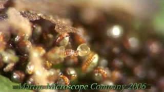 Fern Spores under a microscope [upl. by Galitea]