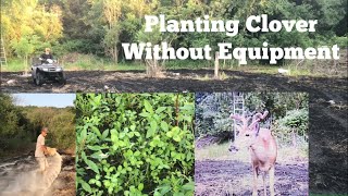 Clover Food Plot In Swamp  Poor Man Food Plot Planted Without Equipment [upl. by Naruq839]