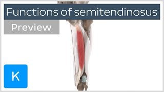 Functions of the semitendinosus muscle preview  3D Human Anatomy  Kenhub [upl. by Amles]