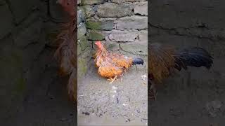 মুরগির বাচ্চা  Murgir Baccha  Baby chick shorts babybird agriculture foryou viralvideo [upl. by Pier698]