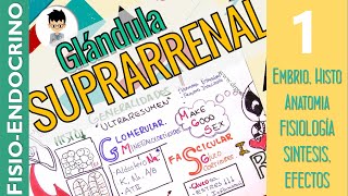 FISIOLOGÍA DE LA GLÁNDULA SUPRARRENAL CORTISOL Completo embrio anato histo Fisio Endocrino1 [upl. by Lissa]