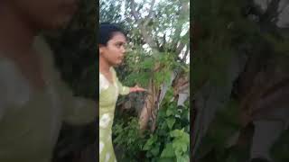 Mango tree natamoch part2🥰🥳😃 shorts youtubeshorts viral trending viralvideos mango home [upl. by Noam]