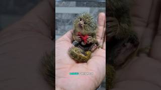 Pygmy marmoset monkey [upl. by Mimajneb]