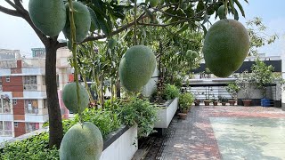 Rooftop garden terrace gardening idea [upl. by Sutsuj]