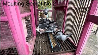 Pigeons Moulting  ریسنگ پیجیونز کی مولٹنگ کا فارمولا نمبر 2  Females Racing Team [upl. by Berman215]